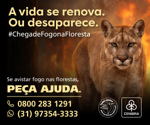 Incêndios Florestais
