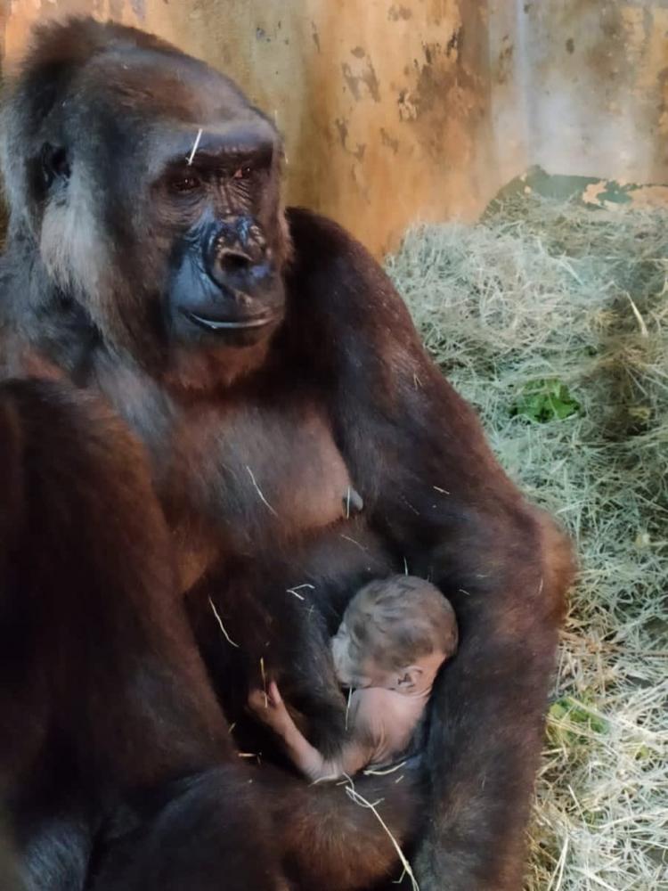 Imbi e o quinto filhote da família de gorilas do Zoo de BH (foto de setembro de 2021) — Foto: Cynthia Cipreste / Divulgação