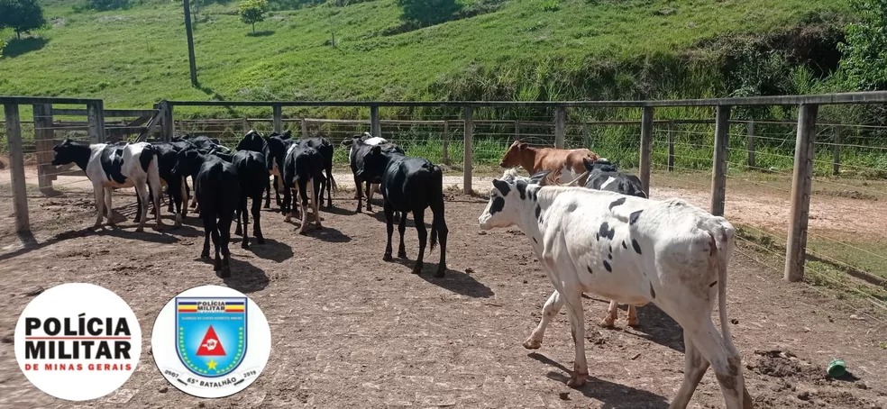 Parte das cabeças de gado furtadas em Jaboticatubas foi recuperada pela Polícia Militar — Foto: Polícia Militar