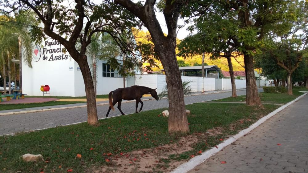 Cavalo solto no Bairro Conselho