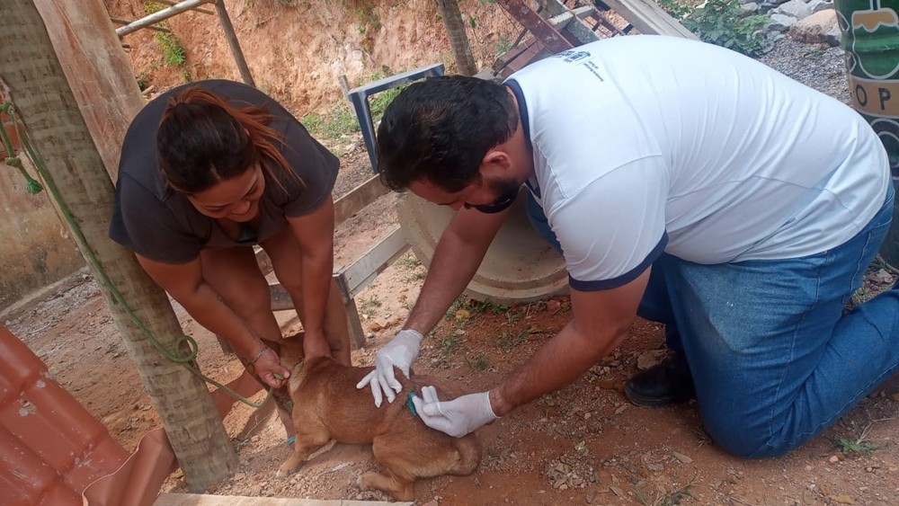 Funcionários da Prefeitura começaram a vacinar cães e gatos contra a raiva na região da Ibituruna — Foto: Prefeitura de Governador Valadares