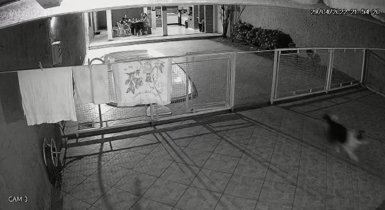 Gatos saíram correndo com tremor de terra em Sete Lagoas