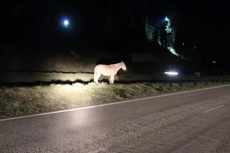 Animais foram flagrados soltos no trevo de acesso ao Clube Real; Foto Thales Benício / Arquivo