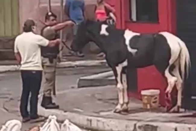 PM sacrifica com tiro cavalo que ficou ferido após atropelamento; veterinário acompanhou ação