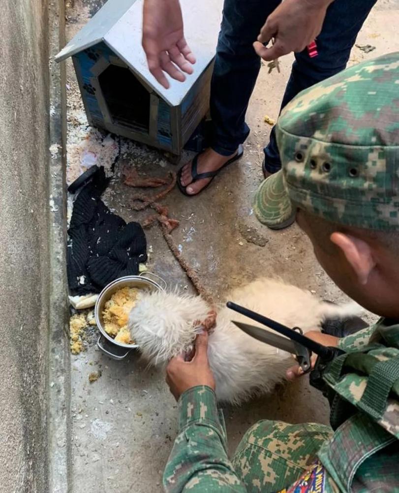 Polícia de Meio Ambiente resgata cão de pequeno porte — Foto: Polícia Militar de Meio Ambiente/Divulgação