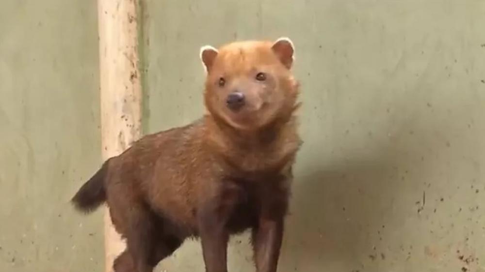 Animal foi encontrado saudável