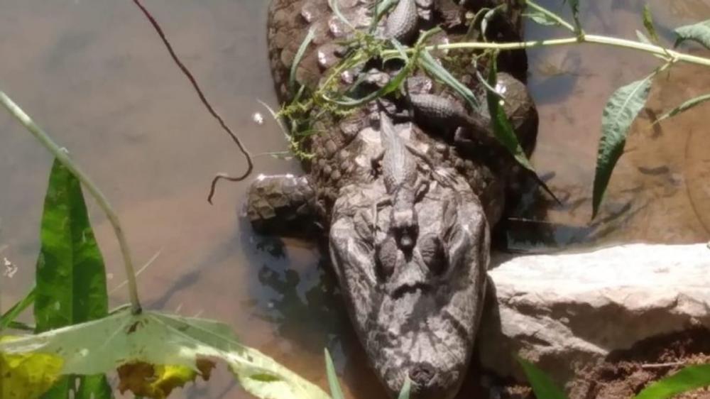 Animais foram flagrados próximo à entrada do Zoológico da capital, na orla da Lagoa da Pampulha