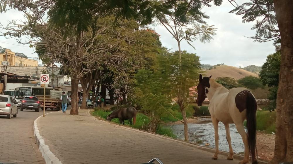 Animais soltos no centro de Santa Maria de Itabira