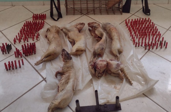Militares encontraram carcaças de animais silvestres já abatidos com tiro, sendo de cinco pacas e um tatu