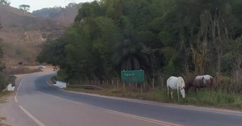 Cavalos soltos em Santa Maria, causam transtornos e riscos de acidente