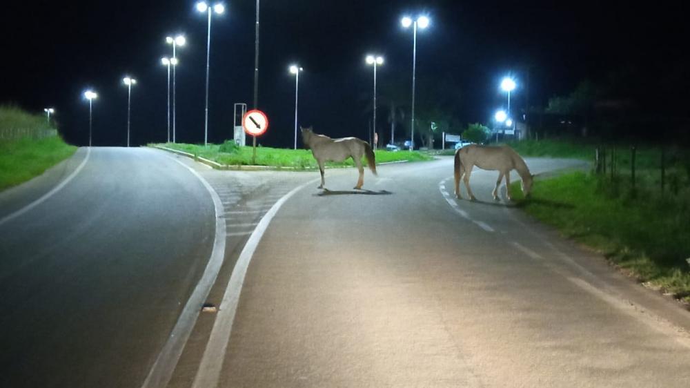 Animais soltos na entrada de Santa Maria de Itabira