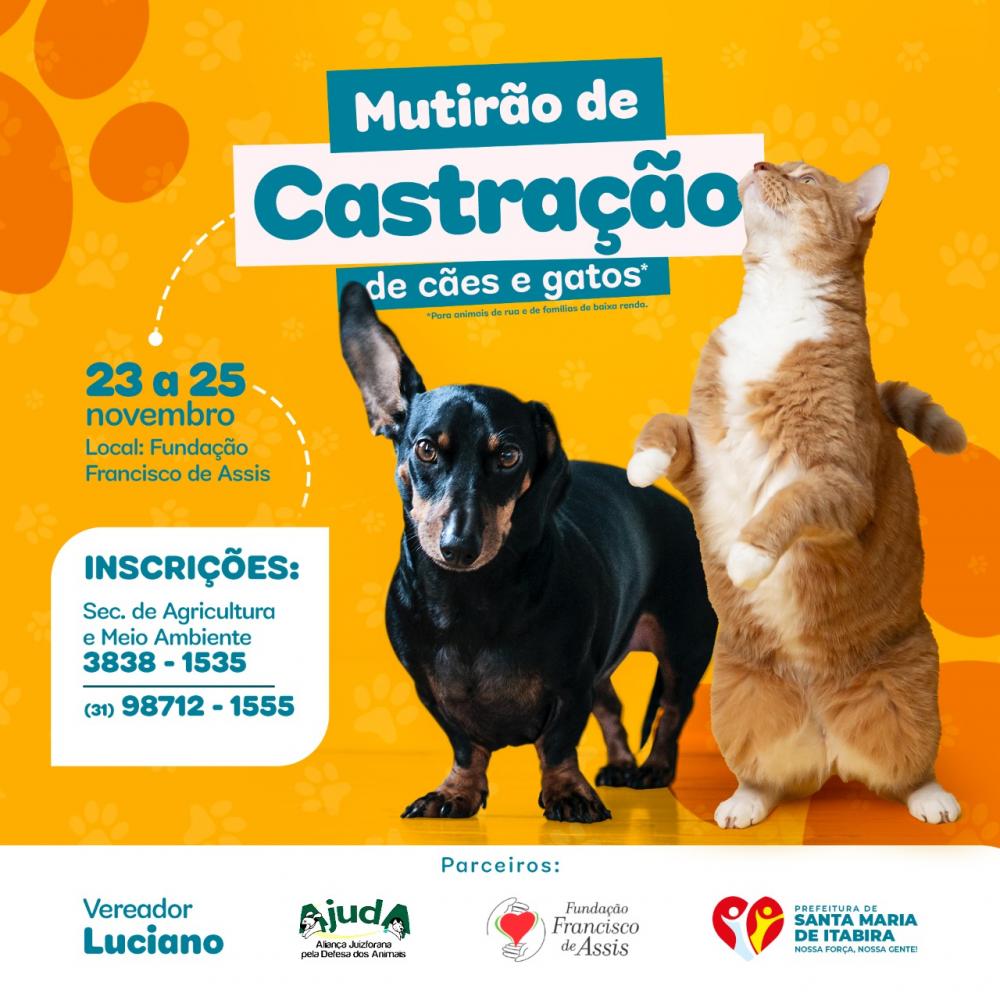 Mutirão de castração de cães e gatos.