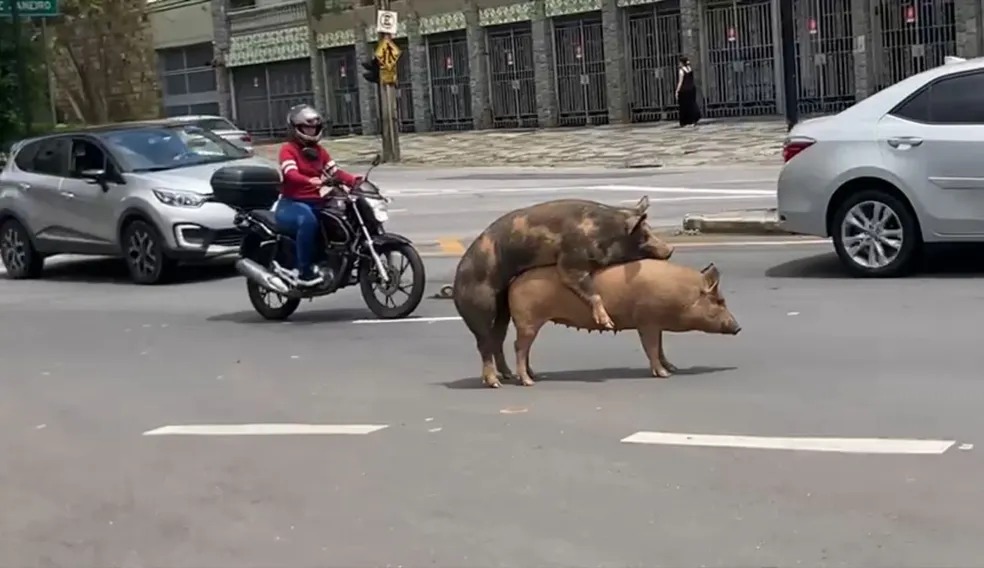 Casal de porcos é flagrado 'namorando' em meio aos carros de BH