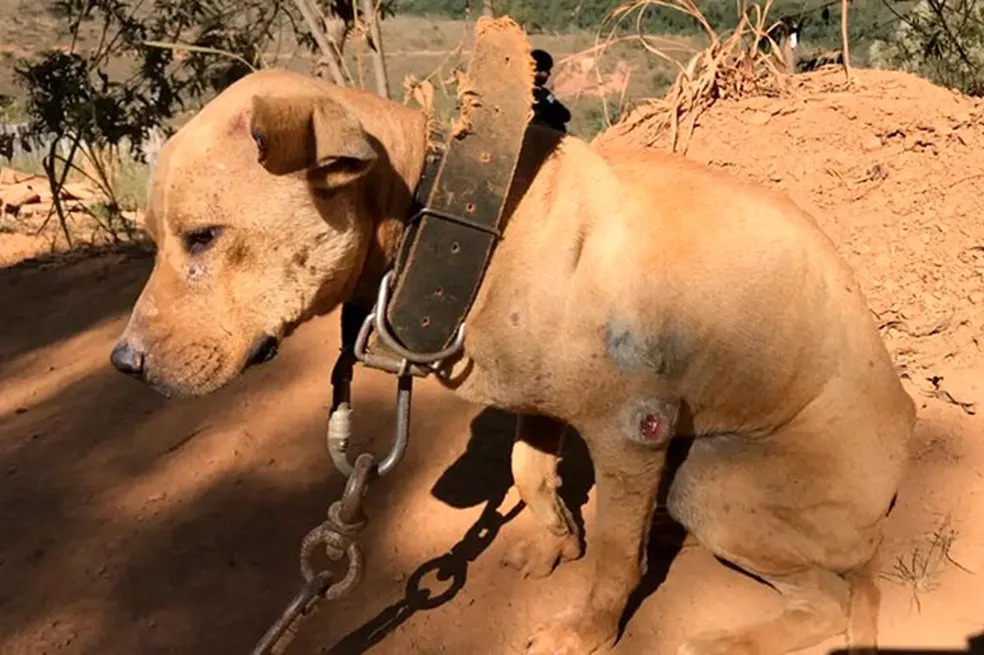 Cachorro foi resgatado em Sabará em julho de 2019, durante operação do MPMG — Foto: MPMG/Divulgação