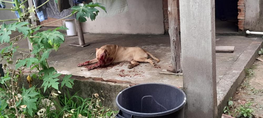 Foto divulgação CBMMG