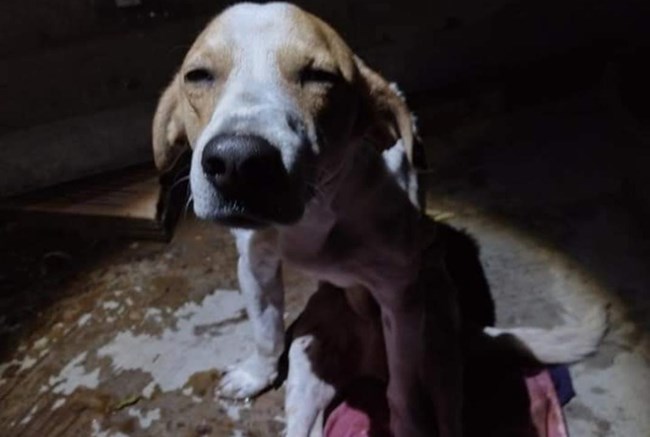 Ao tentar atingir a mulher, o cachorro da família entrou na frente, sendo esfaqueado por quatro vezes no tórax