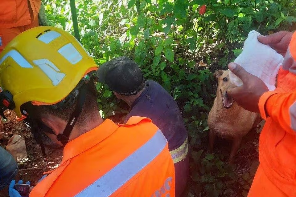 Cachorro chamou a atenção dos militares, que encontraram homem em mata fechada — Foto: Corpo de Bombeiros/Divulgação