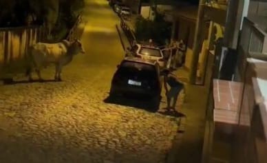 : boi foge de fazenda e invade mercearia na cidade de Ferros Animal andou pelos corredores e derrubou mercadorias. Com a ajuda da PM, o bicho, que estava assustado, voltou para a fazenda.