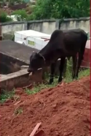 Boi mastiga osso em cemitério de Tarumirim
