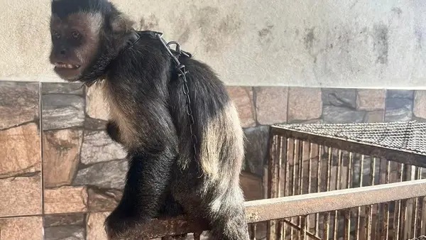 Macaco estava em um quintal com cães- foto divulgação PCMG.
