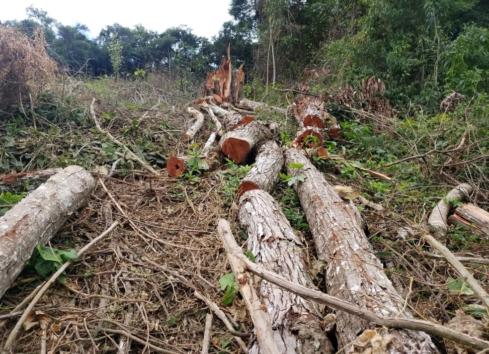 Operação em combate ao desmatamento é desencadeada em Caratinga — Foto: Polícia Militar de Meio Ambiente