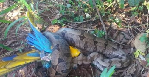 Foto Divulgação(CBMMG)