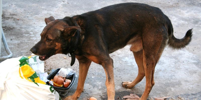 Animais soltos em algumas situações estes animais rasgam as sacolas em busca de algum resto de alimento.