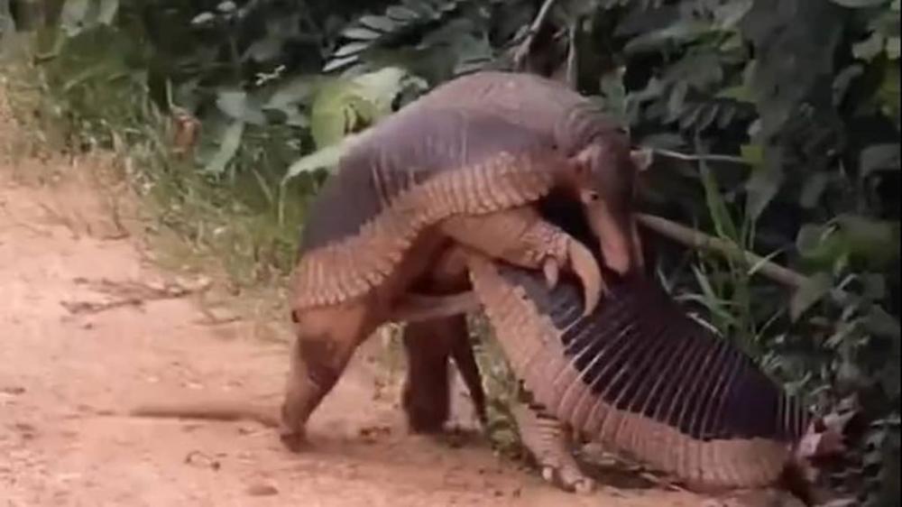 Inédito: acasalamento de tatu-canastra em vida livre é flagrado pela primeira vez