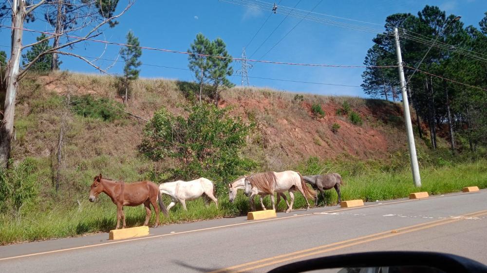 Animais soltos na MGC-120 em Itabira