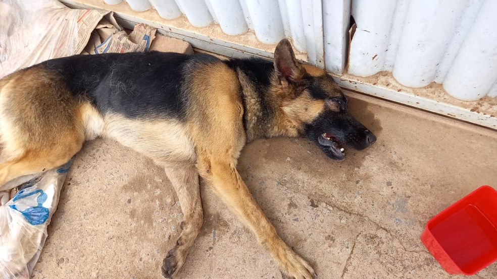 Cachorro foi agredido a machadadas pelo próprio dono em Caratinga — Foto: Redes Sociais