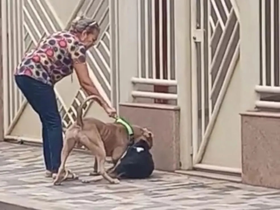 Pit bull escapa de casa e mata cachorro em Teófilo Otoni — Foto: Redes sociais