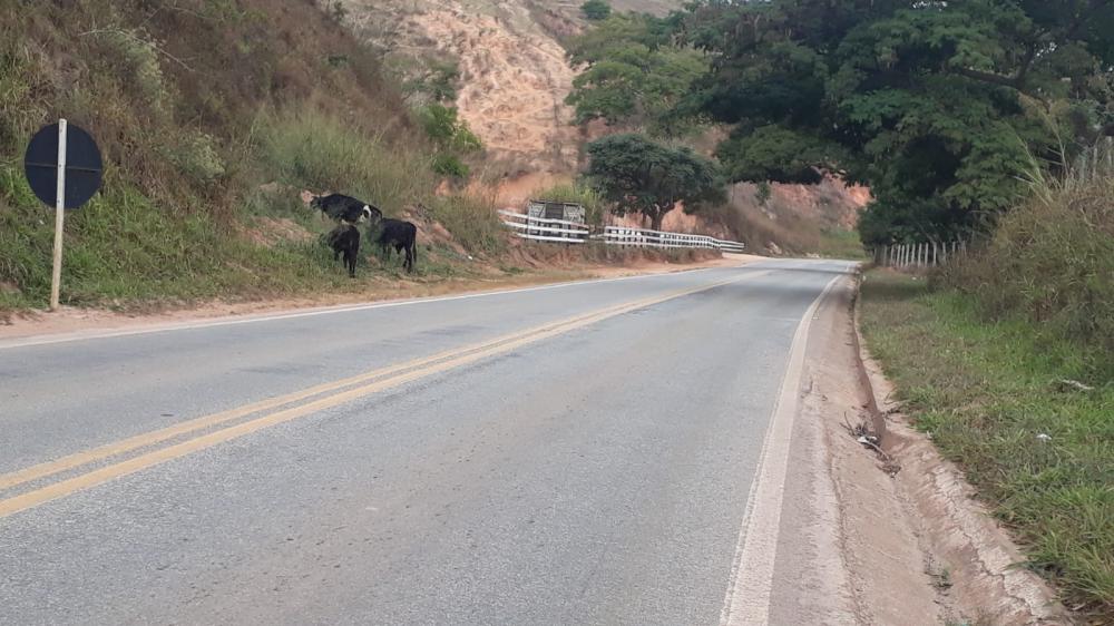 Animais soltos na MGC-120 em Santa Maria de Itabira