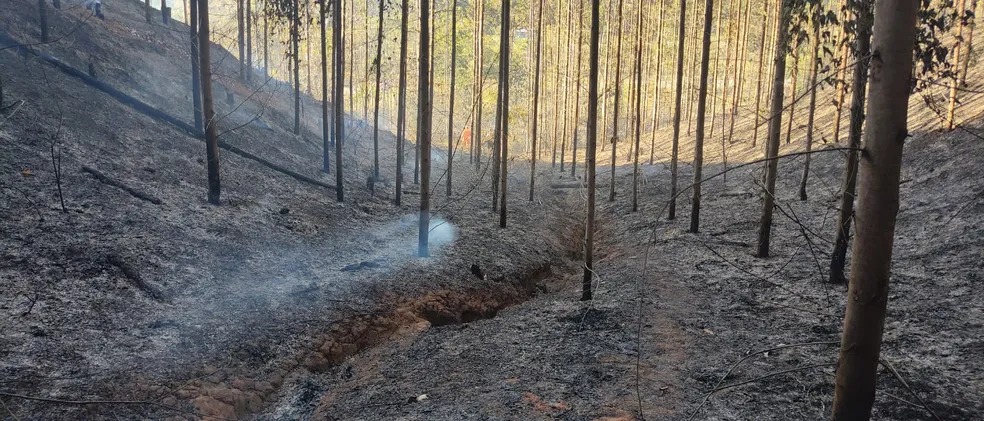 Área de mata queimada em Ipaba — Foto: Corpo de Bombeiros