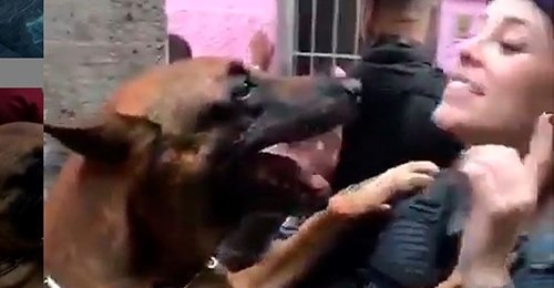 O pet trabalhou por anos no Batalhão de Operações com Cães da Polícia Militar do Rio de Janeiro 
