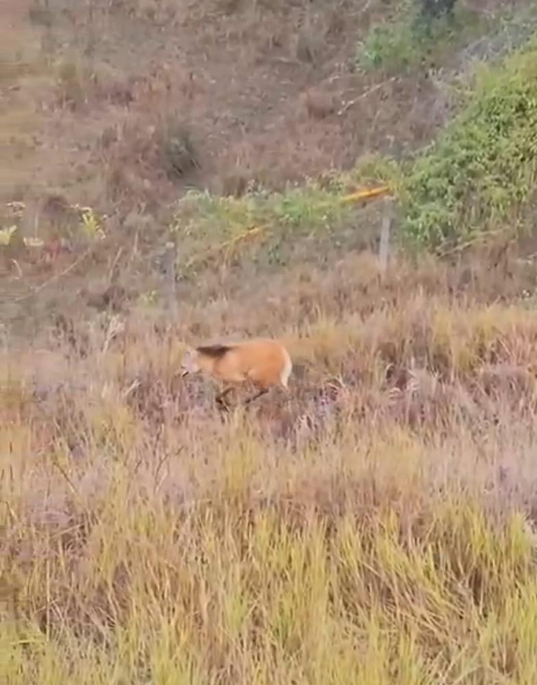 Lobo-guará é flagrado em vídeo passeando na região de Santa Maria de Itabira
