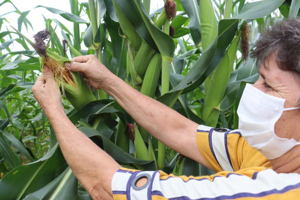 Áreas cedidas pela CENIBRA em Ipaba são utilizadas por agricultores familiares-