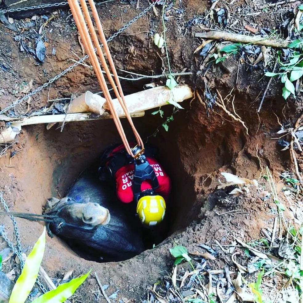 Cavalo caiu em uma cisterna de, aproximadamente, quatro metros de profundidade — Foto: Corpo de Bombeiros de Ipatinga