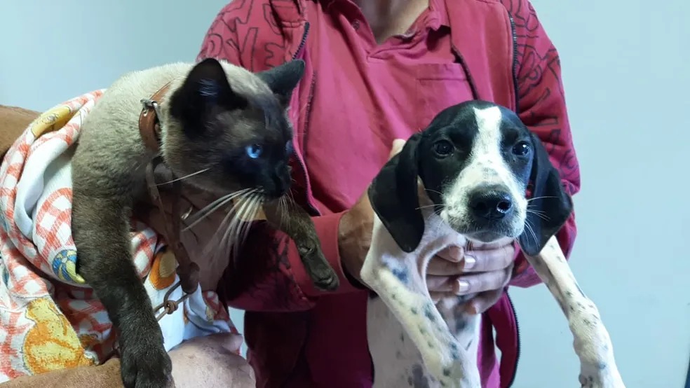 2° mutirão de castração de cães e gatos