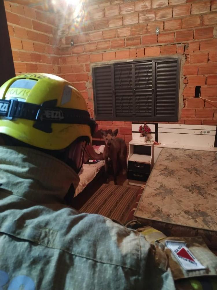 Foto Divulgação(CBMMG)