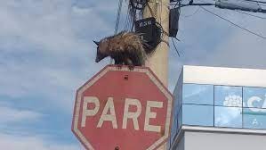 Animal foi visto no bairro José Brandão, em Caeté