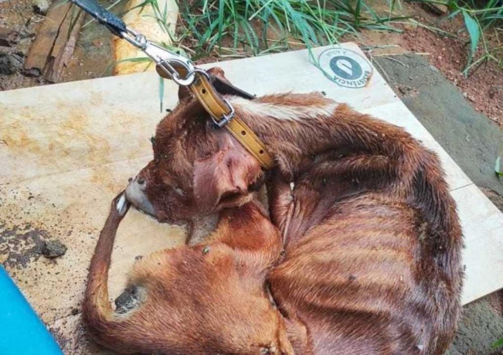 Foto divulgação PCMG.