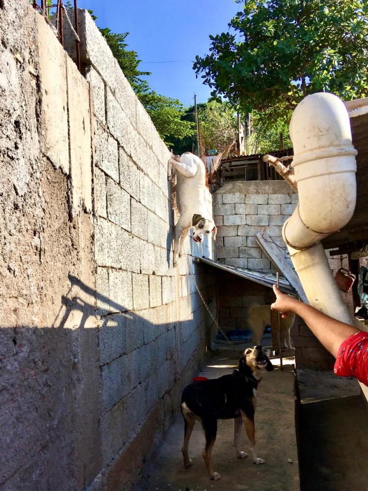 Cachorro ficou preso em vergalhão pelo pênis — Foto: Corpo de Bombeiros