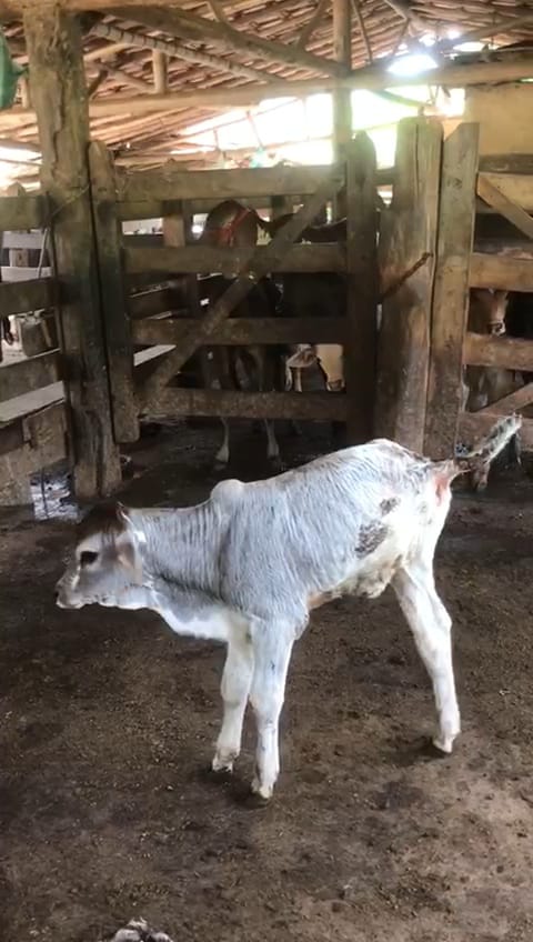 Bezerro nasce com 3 patas em Santa Maria de Itabira