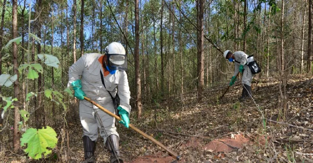 Vagas abertas para o trabalho na área florestal