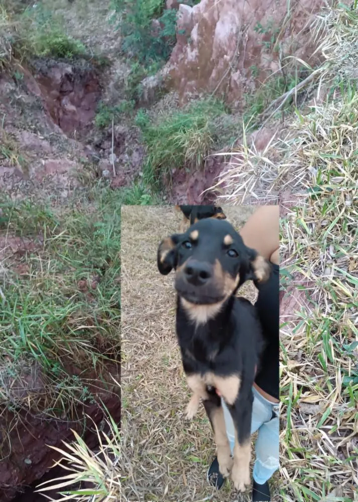 cadelinha permaneceu por sete dias ao lado do corpo de seu dono, Antônio