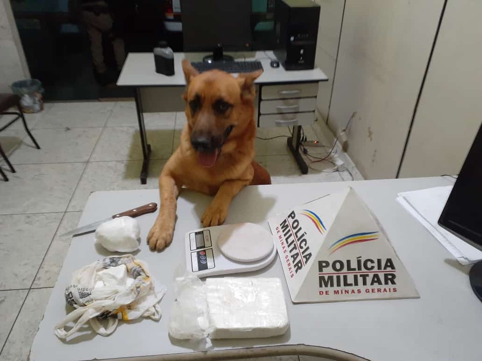 Cão Lion farejou ajudou a localizar drogas escondidas em lote vago — Foto: Polícia Militar/Divulgação