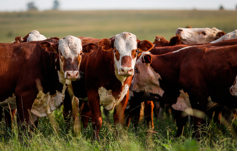 Os valores são do Canal Rural e Cepea