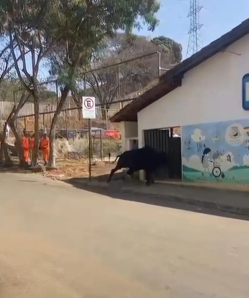 Boi invade escola em Caratinga