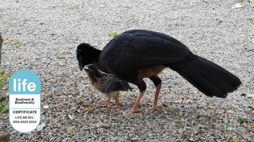 O Projeto Mutum é reconhecido pela Certificação LIFE, referência em práticas de conservação da biodiversidade.