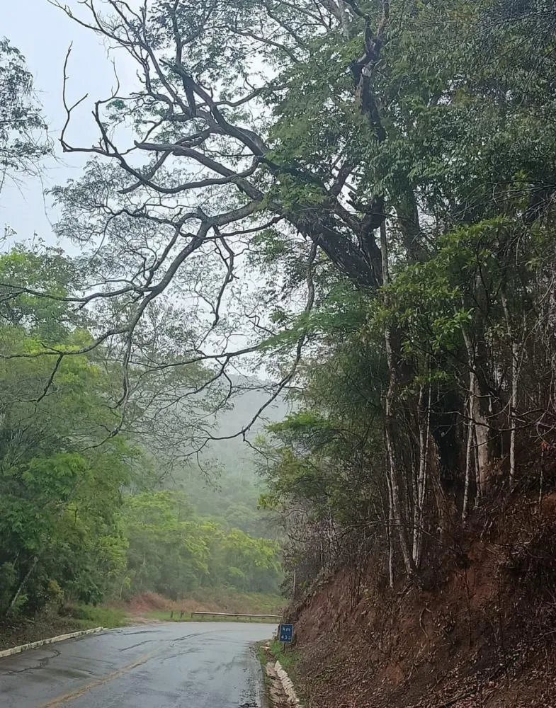 Árvore está localizada na entrada da Barragem Santana